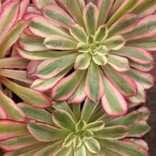 Load image into Gallery viewer, Aeonium Mardi Gras (1 Plants)