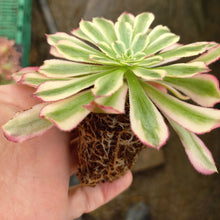 Load image into Gallery viewer, Aeonium Mardi Gras (1 Plants)