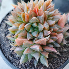 Load image into Gallery viewer, Haworthia Antique Windows (1 Plant)