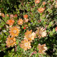 Load image into Gallery viewer, Delosperma Fruit salad (3 Young Plants)