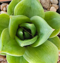 Load image into Gallery viewer, Haworthia Green Rose (3 Plants)