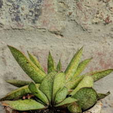 Load image into Gallery viewer, Gasteria Yada Yada (1 plant)