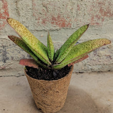 Load image into Gallery viewer, Gasteria Yellow Bird (1 plant)