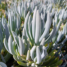 Load image into Gallery viewer, Senecio mandraliscae (3 Plants)