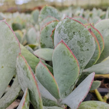 Load image into Gallery viewer, Cotyledon orbiculata -Silver Pads(3 Plants)