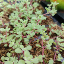 Load image into Gallery viewer, Crassula fragilis (3 Plants)