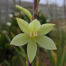Load image into Gallery viewer, Watsonia meriana Lime (3 Bulbs)