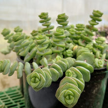 Load image into Gallery viewer, Crassula 'Baby's Necklace' (3 Plants)