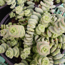 Load image into Gallery viewer, Crassula 'Baby's Necklace' (3 Plants)