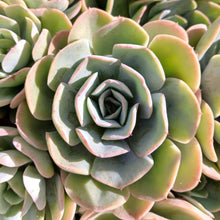 Load image into Gallery viewer, Echeveria Seattle Blue