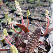 Load image into Gallery viewer, Ledebouria socialis