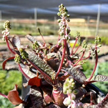 Load image into Gallery viewer, Ledebouria socialis