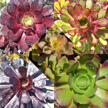 Load image into Gallery viewer, Aeonium Collection (15 Young Plants)