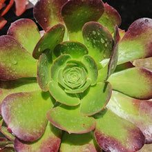 Load image into Gallery viewer, Aeonium Collection (15 Young Plants)