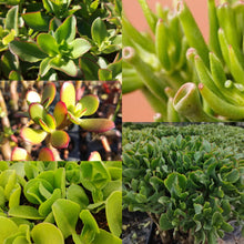 Load image into Gallery viewer, Crassula Collection (15 Young Plants)