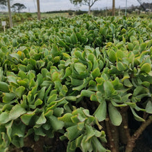 Load image into Gallery viewer, Crassula Collection (15 Young Plants)