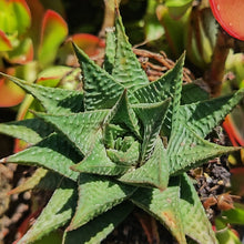 Load image into Gallery viewer, Haworthiopsis limifolia (1 Plant)