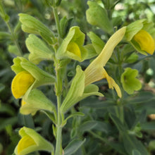 Load image into Gallery viewer, Salvia Lemon queen (1 Plant)