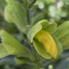 Load image into Gallery viewer, Salvia Lemon queen (1 Plant)