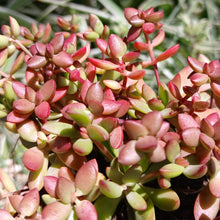 Load image into Gallery viewer, Crassula Red Shore (3 Plants)