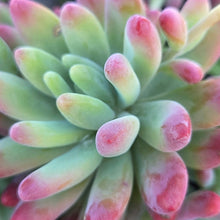 Load image into Gallery viewer, Sedum Fat Fred (3 Plants)