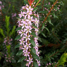 Load image into Gallery viewer, Agathosma ovata Glentana (1 Plant)