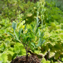 Load image into Gallery viewer, Salvia Lemon queen (1 Plant)