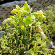 Load image into Gallery viewer, Salvia Lemon queen (1 Plant)