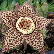 Load image into Gallery viewer, Orbea Variegata (3 Plants)