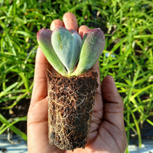 Load image into Gallery viewer, Cotyledon orbiculata Candy (3 Plants)
