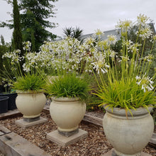 Load image into Gallery viewer, Agapanthus Praecox Shona