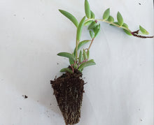 Load image into Gallery viewer, Senecio radicans 'String of bananas'(3 Plants)
