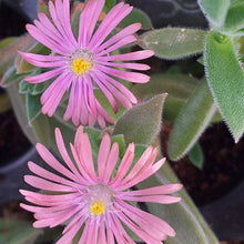 Load image into Gallery viewer, Delosperma litorale 'Silky Pink'(3 Plants)