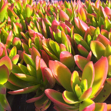 Load image into Gallery viewer, Crassula capitella Campfire(3 Plants)