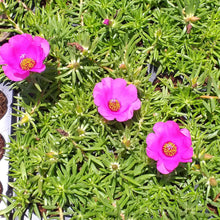 Load image into Gallery viewer, Portulaca Giant Pink (3 Plants)