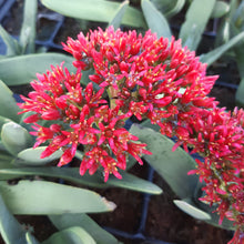 Load image into Gallery viewer, Crassula falcata (3 Plants)