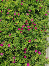 Load image into Gallery viewer, Aptenia cordifolia (3 Plants)