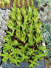 Load image into Gallery viewer, Crassula capitella Campfire(3 Plants)