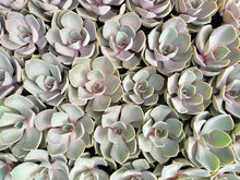 Load image into Gallery viewer, Echeveria Collection (9 Plants)