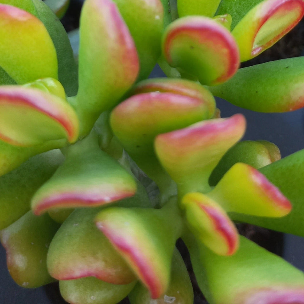 Crassula ovata Gandalf (3 Plants)