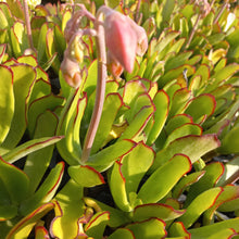 Load image into Gallery viewer, Cotyledon spoon (3 Plants)
