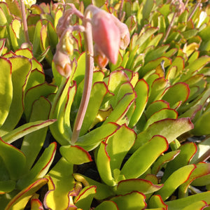 Cotyledon spoon (3 Plants)