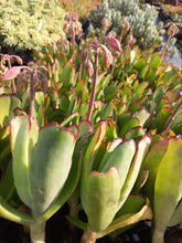 Load image into Gallery viewer, Cotyledon spoon (3 Plants)

