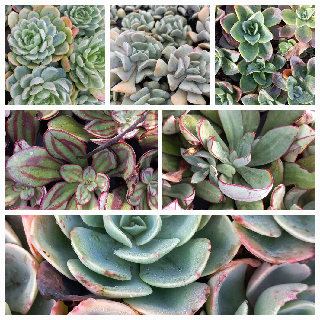 Echeveria Collection (9 Plants)