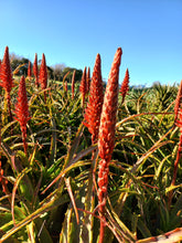Load image into Gallery viewer, Aloe arborescens miniature (3 Plants)
