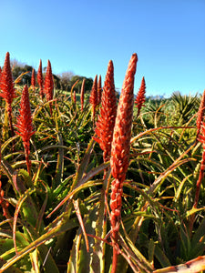 Aloe arborescens miniature (3 Plants)