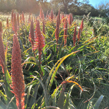 Load image into Gallery viewer, Aloe arborescens miniature (3 Plants)
