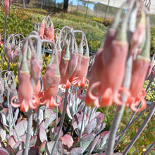 Load image into Gallery viewer, Cotyledon orbiculata Merlot (3 Plants)
