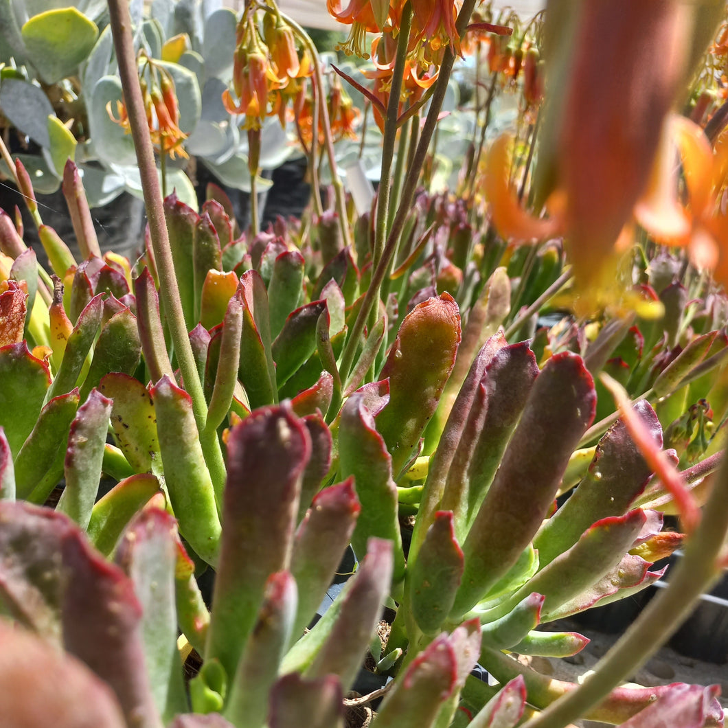 Cotyledon orbiculata Koppie (3 Plants)