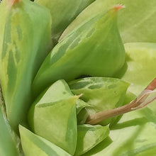 Load image into Gallery viewer, Haworthia Luscious Lime  (3 Plants)
